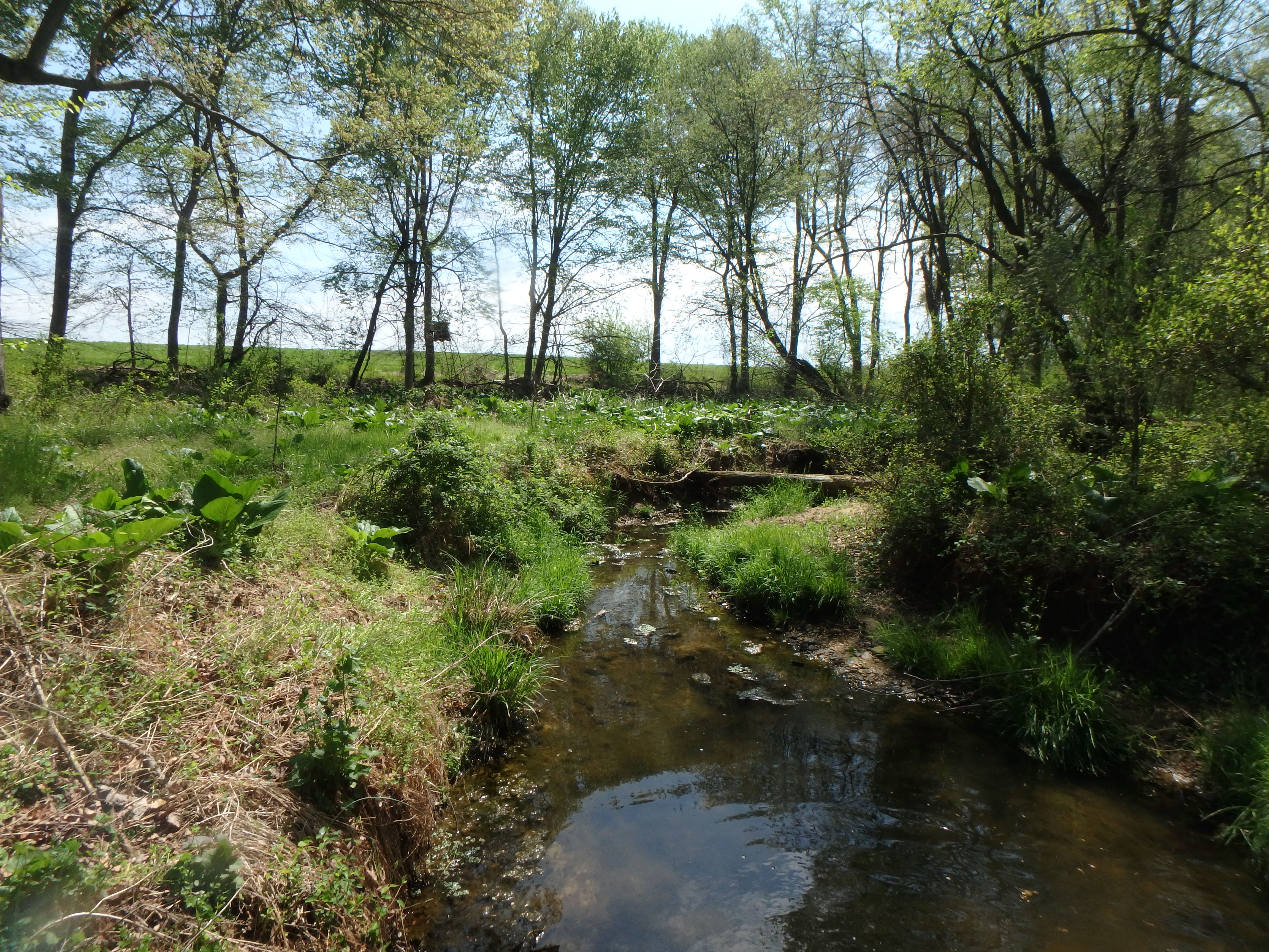Field photo showing stream conditions at site SASS-101-X-2017-MidpointLookingDownstream