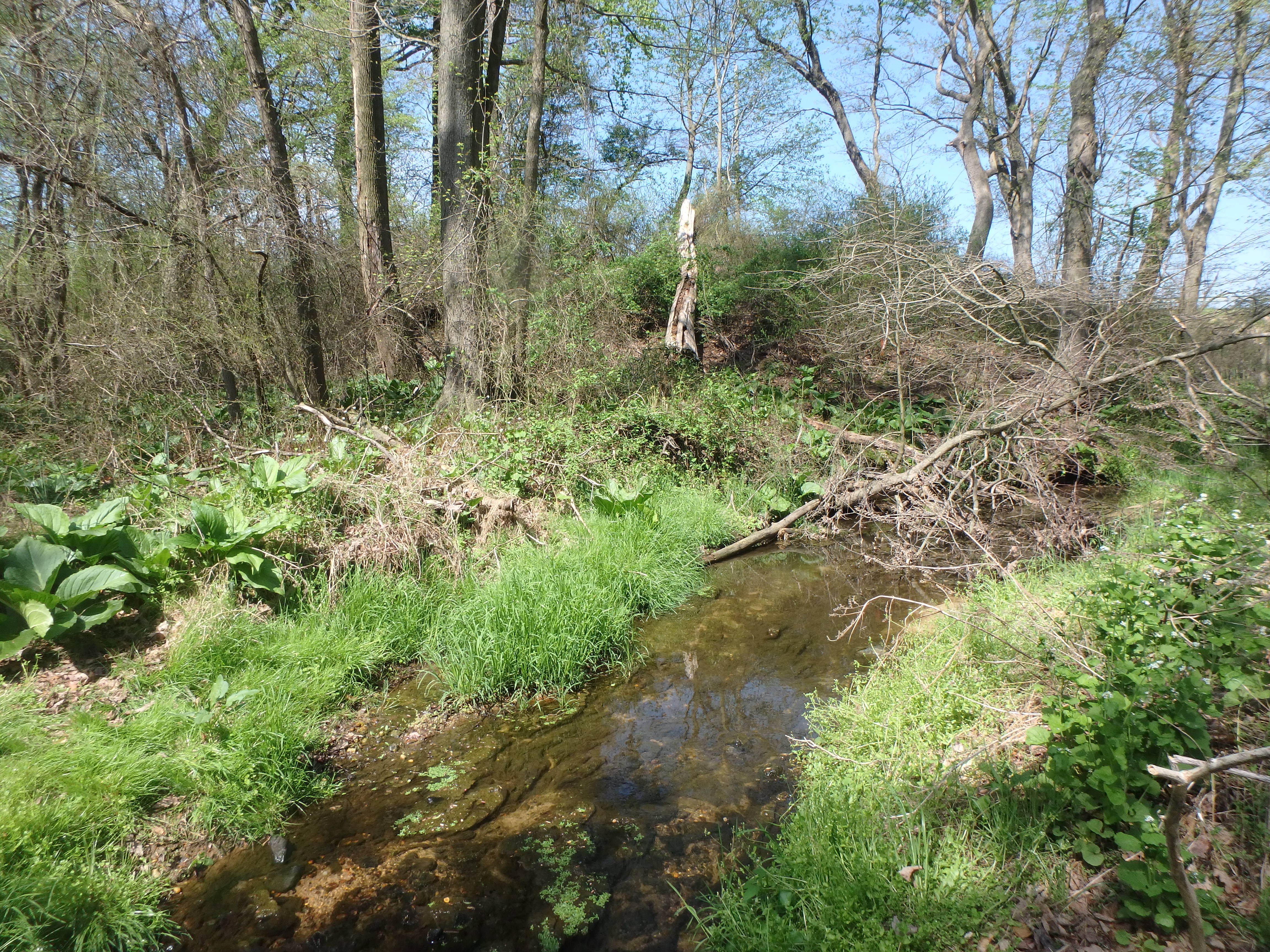 Field photo showing stream conditions at site SASS-101-X-2017-MidpointLookingUpstream