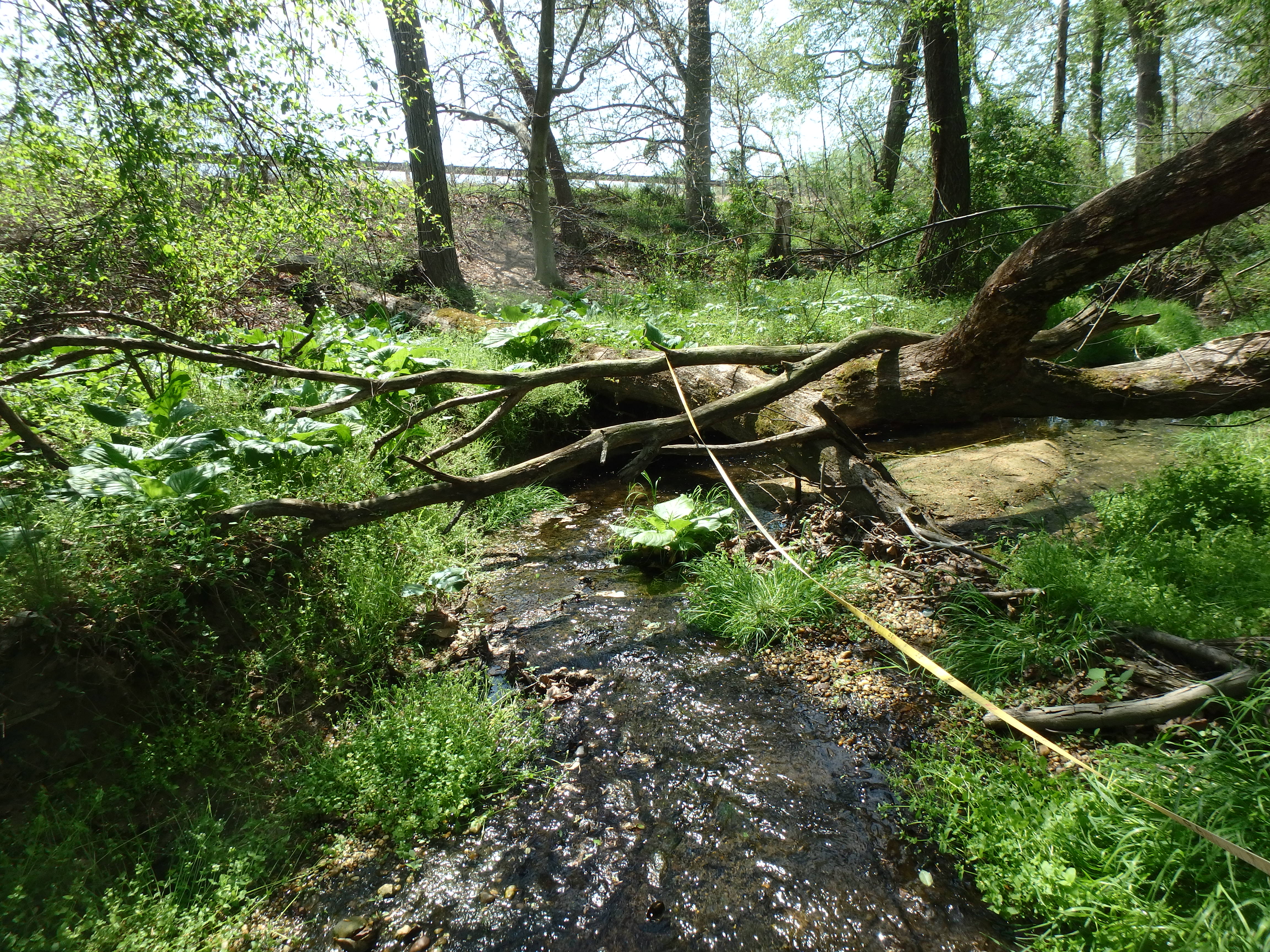 Field photo showing stream conditions at site SASS-102-X-2017-MidpointLookingDownstream