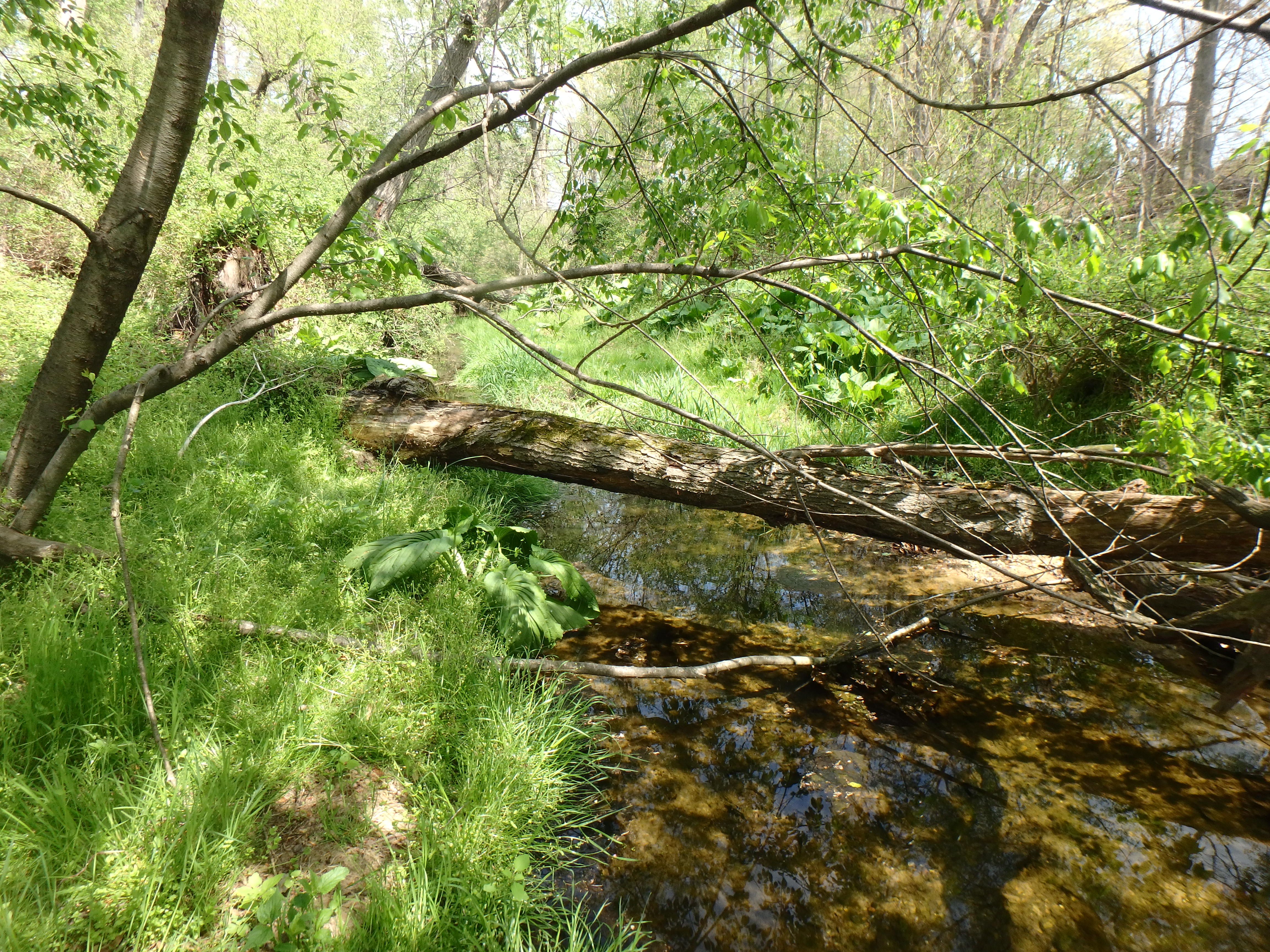 Field photo showing stream conditions at site SASS-102-X-2017-MidpointLookingUpstream