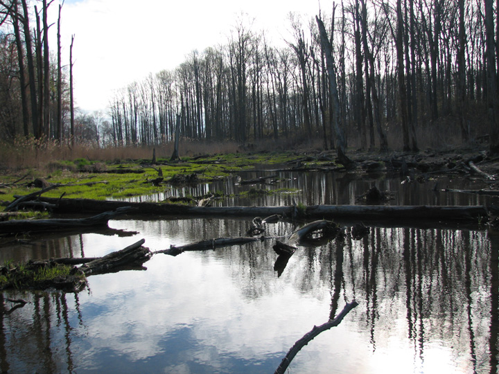 Field photo showing stream conditions at site SASS-105-R-2007-1