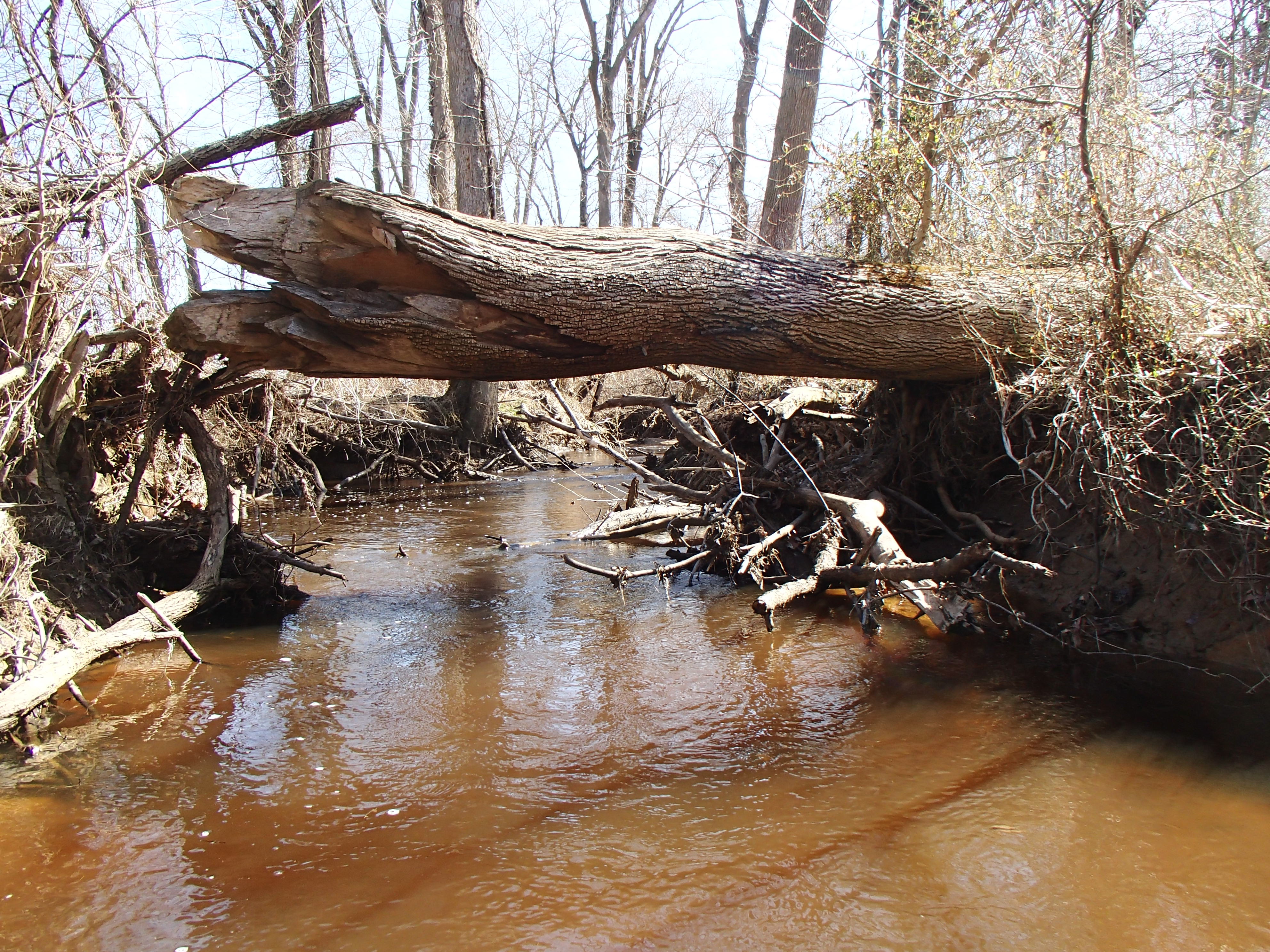 Field photo showing stream conditions at site SASS-205-R-2015_Midpoint-upstream