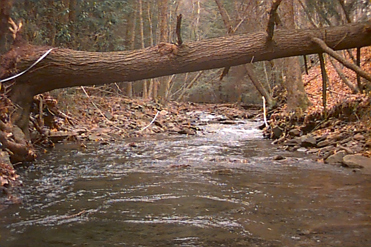 Field photo showing stream conditions at site SAVA-101-C-2000-01