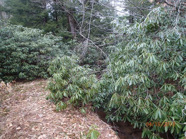 Field photo showing stream conditions at site SAVA-101-D-2013-50mUpstream