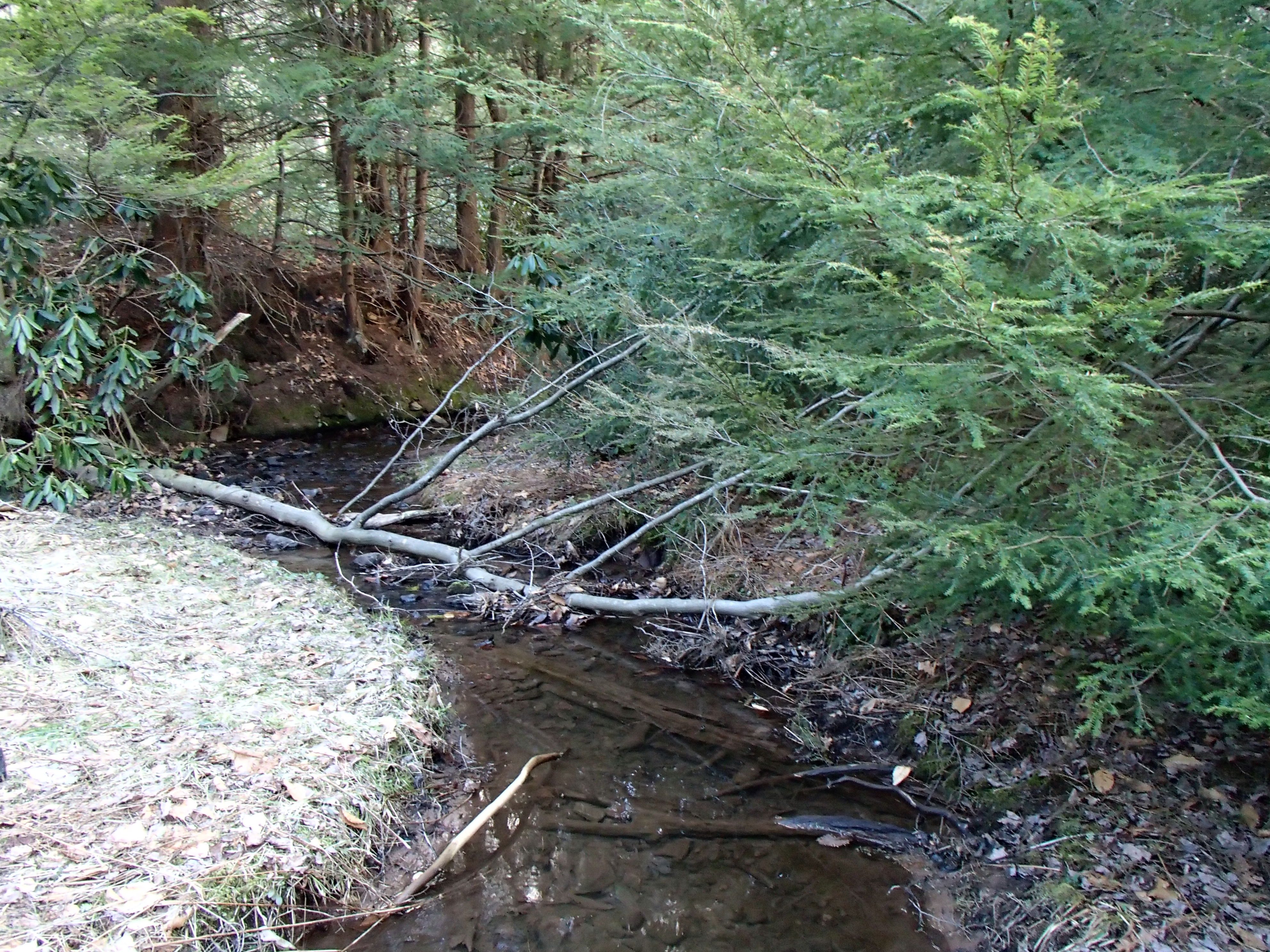 Field photo showing stream conditions at site SAVA-101-D-2014-2