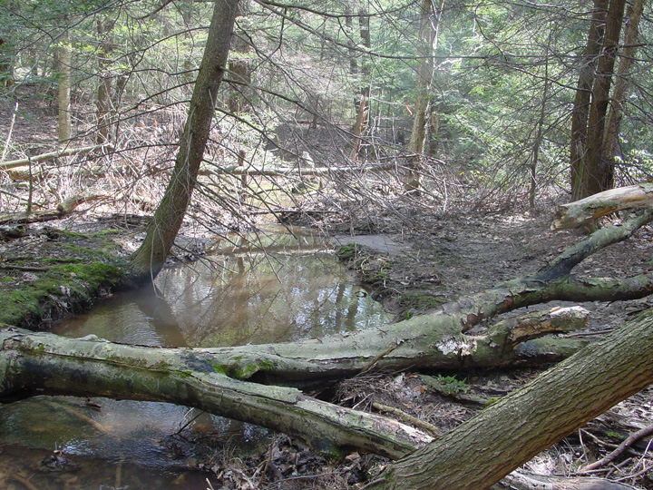 Field photo showing stream conditions at site SAVA-102-R-2007-1