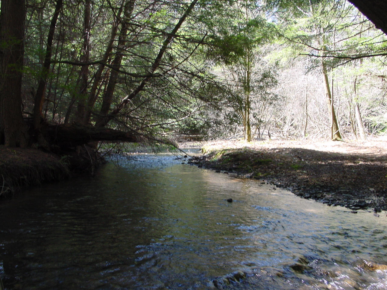 Field photo showing stream conditions at site SAVA-103-R-2002-2