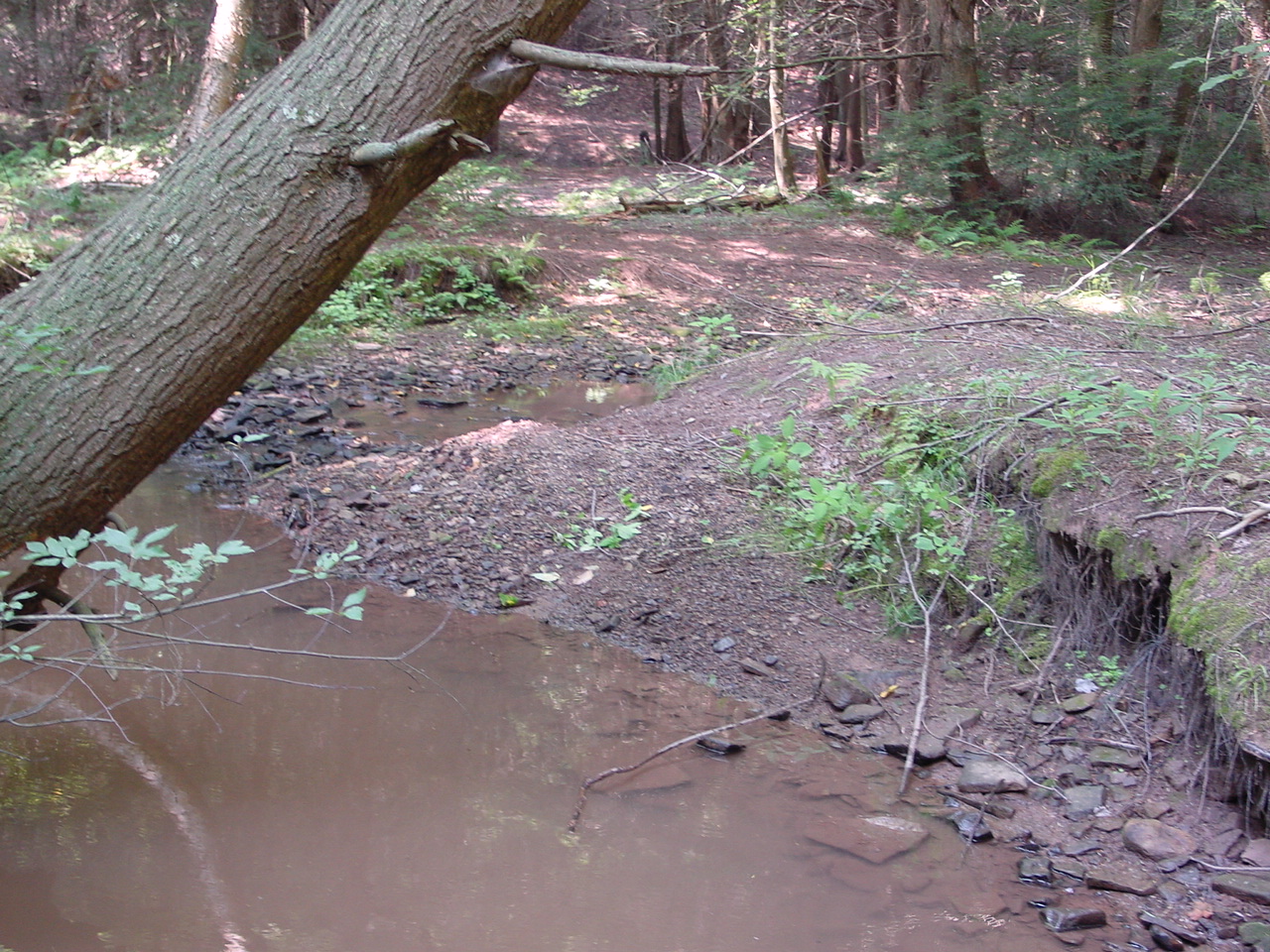 Field photo showing stream conditions at site SAVA-103-R-2002-3