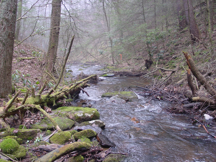 Field photo showing stream conditions at site SAVA-104-R-2007-1