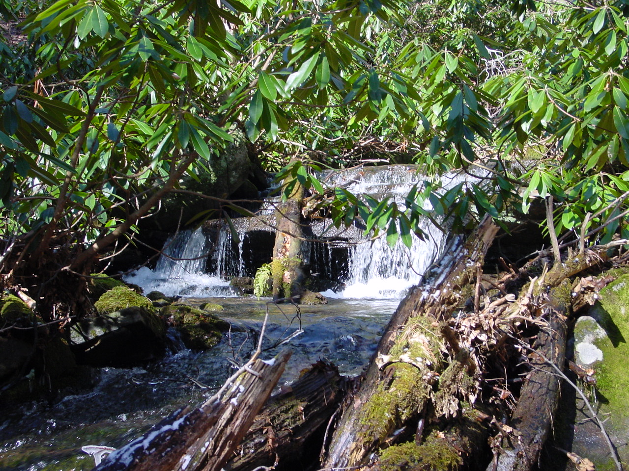 Field photo showing stream conditions at site SAVA-105-R-2002-1