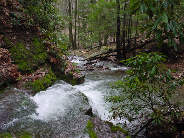 Field photo showing stream conditions at site SAVA-105-R-2007-1
