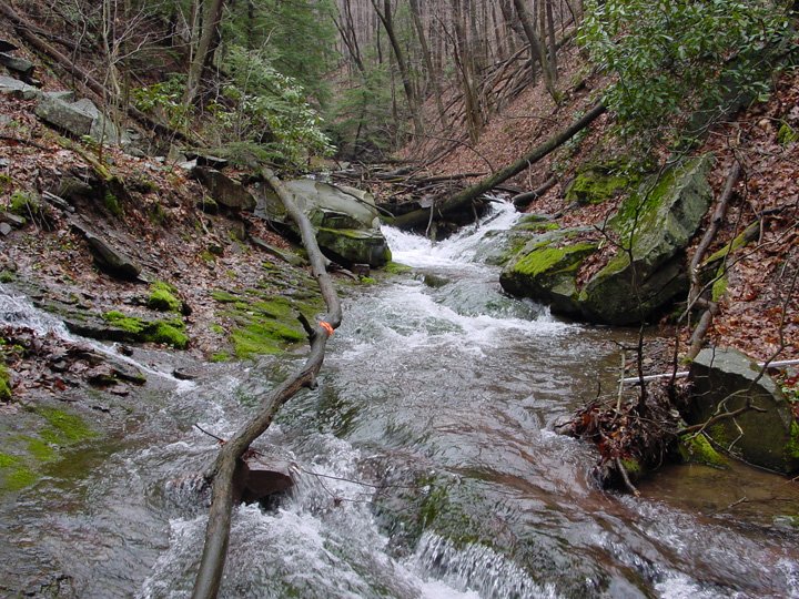 Field photo showing stream conditions at site SAVA-105-R-2007-2