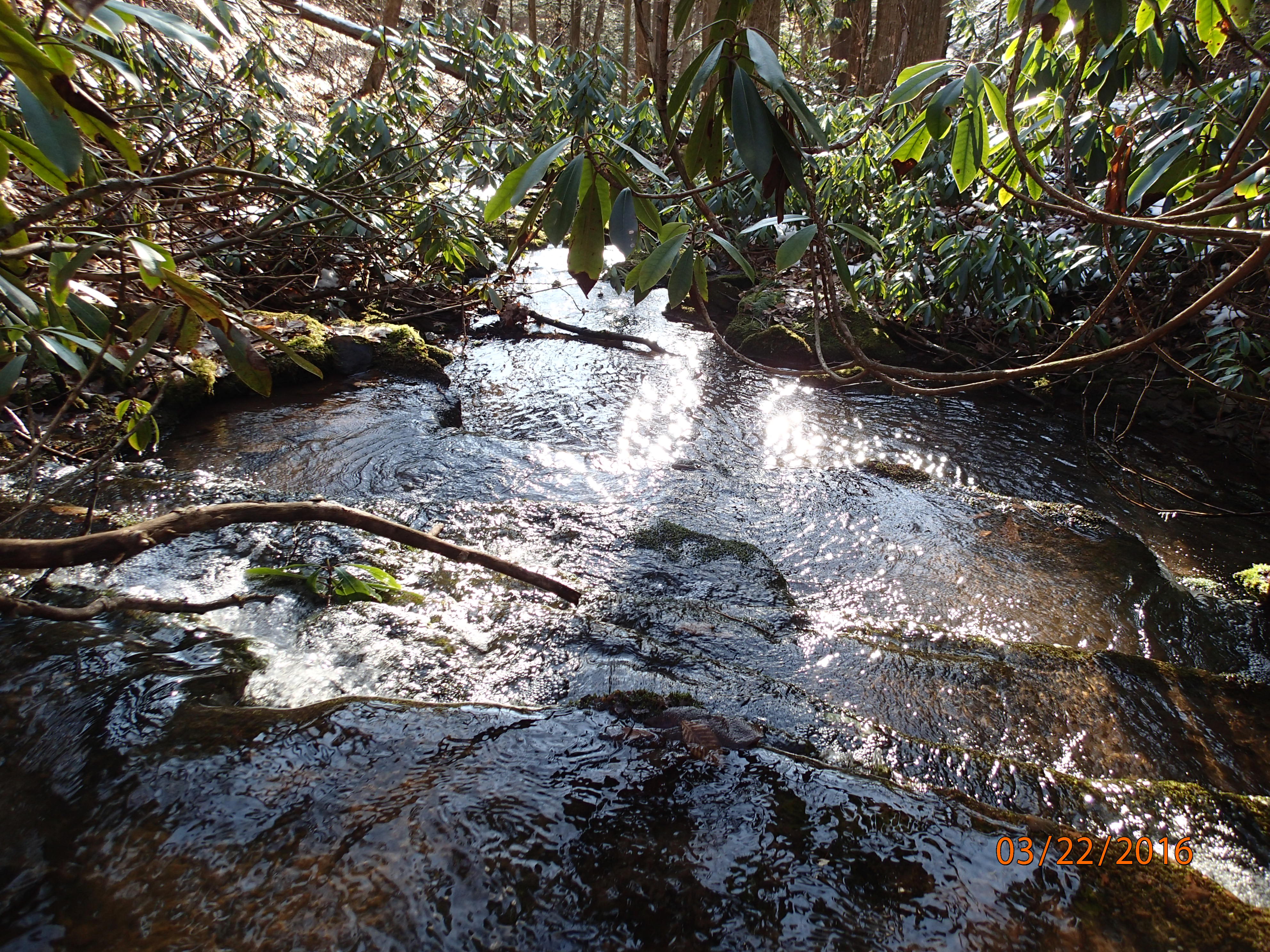 Field photo showing stream conditions at site SAVA-105-R-2016-MidpointDownstream