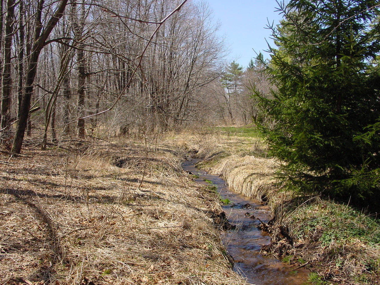 Field photo showing stream conditions at site SAVA-115-R-2002-1