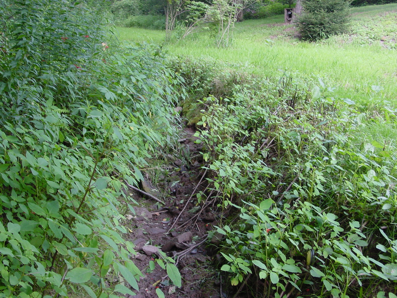 Field photo showing stream conditions at site SAVA-115-R-2002-3