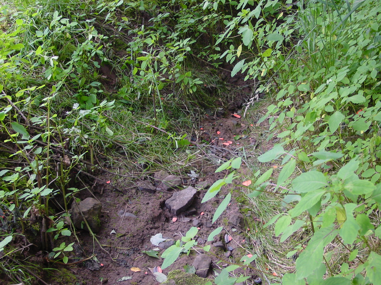 Field photo showing stream conditions at site SAVA-115-R-2002-4
