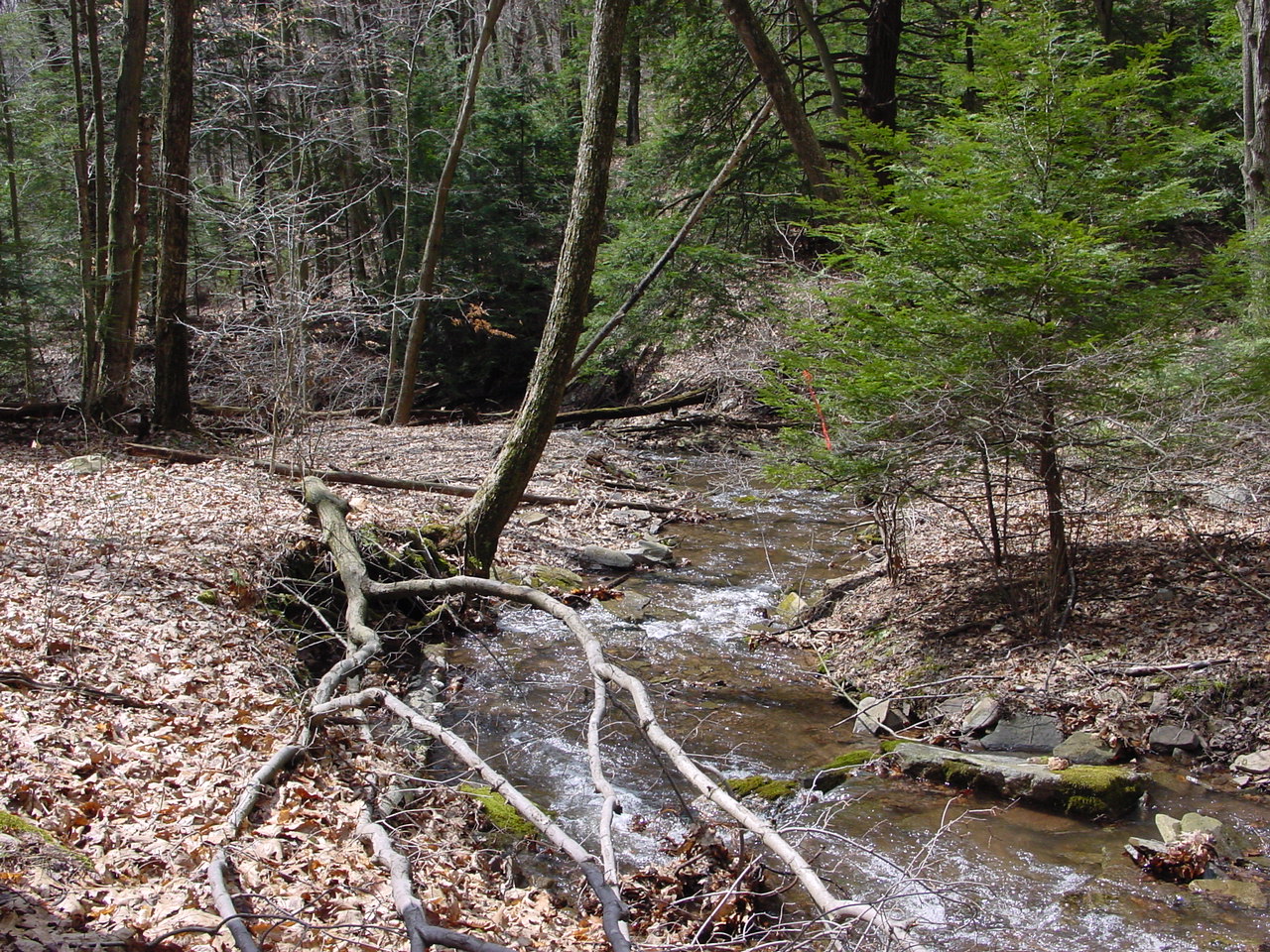 Field photo showing stream conditions at site SAVA-116-R-2002-2
