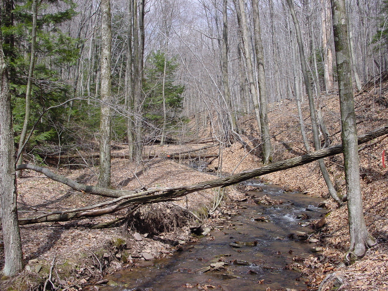 Field photo showing stream conditions at site SAVA-116-R-2002-3