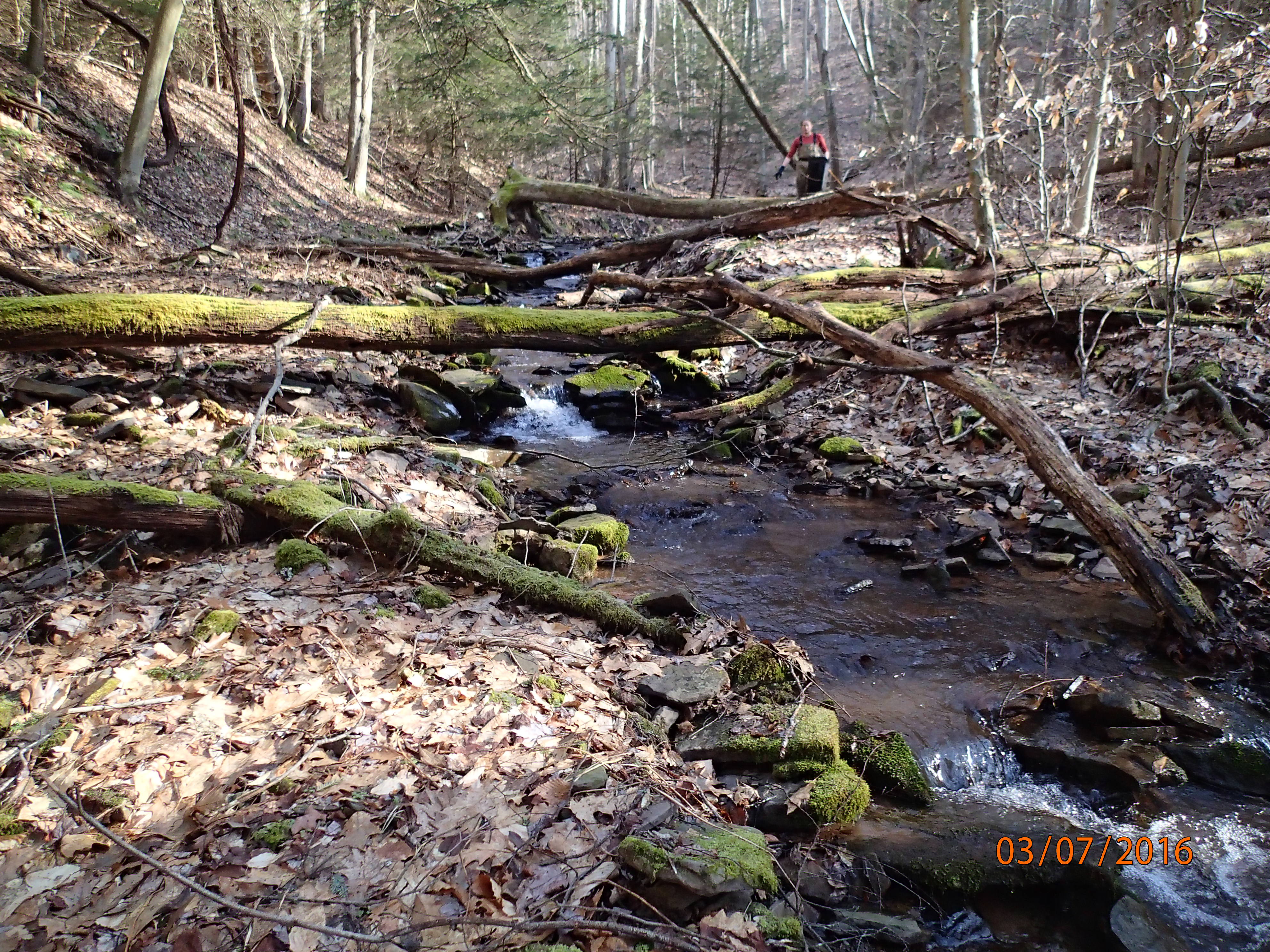 Field photo showing stream conditions at site SAVA-116-R-2016-MidpointUpstream
