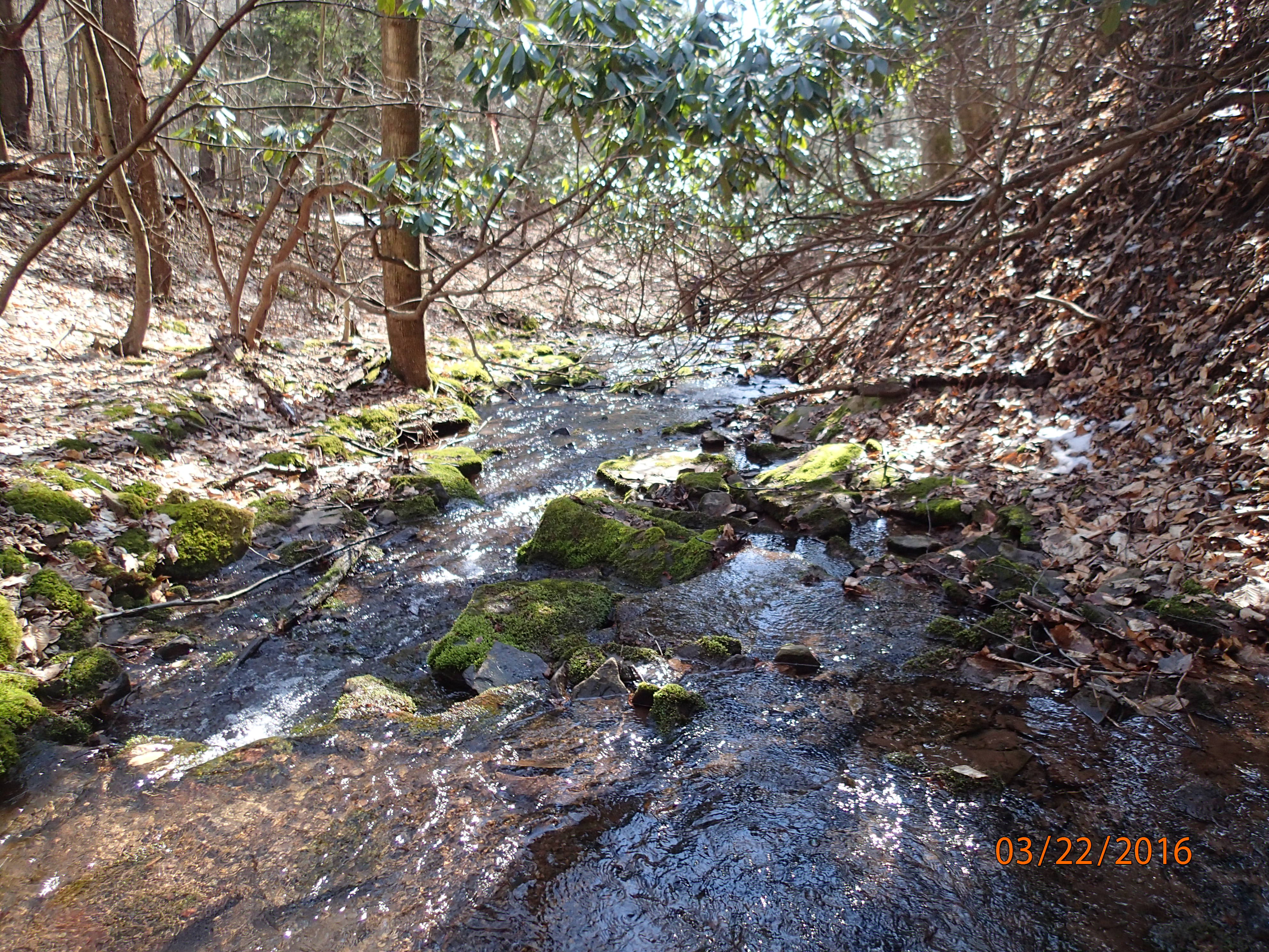 Field photo showing stream conditions at site SAVA-118-R-2016-MidpointDownstream
