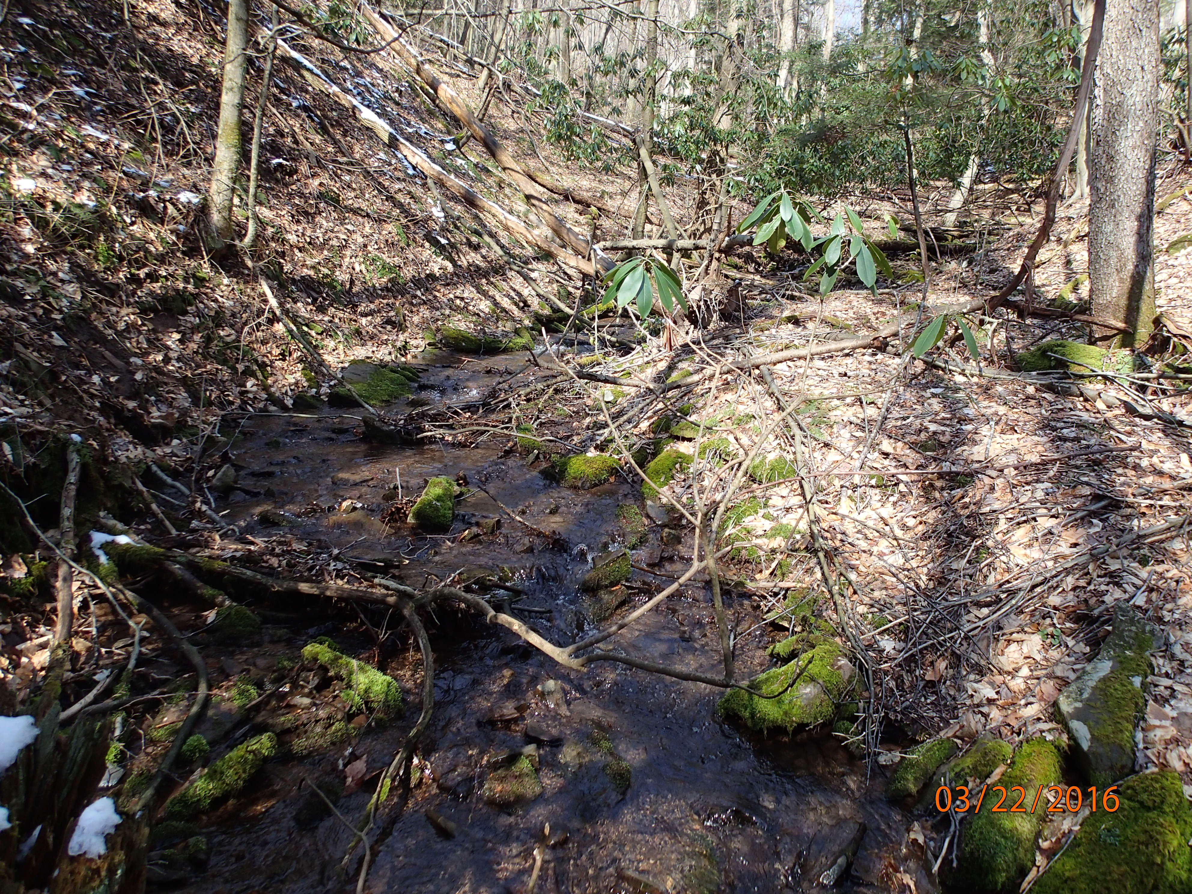 Field photo showing stream conditions at site SAVA-118-R-2016-MidpointUpstream