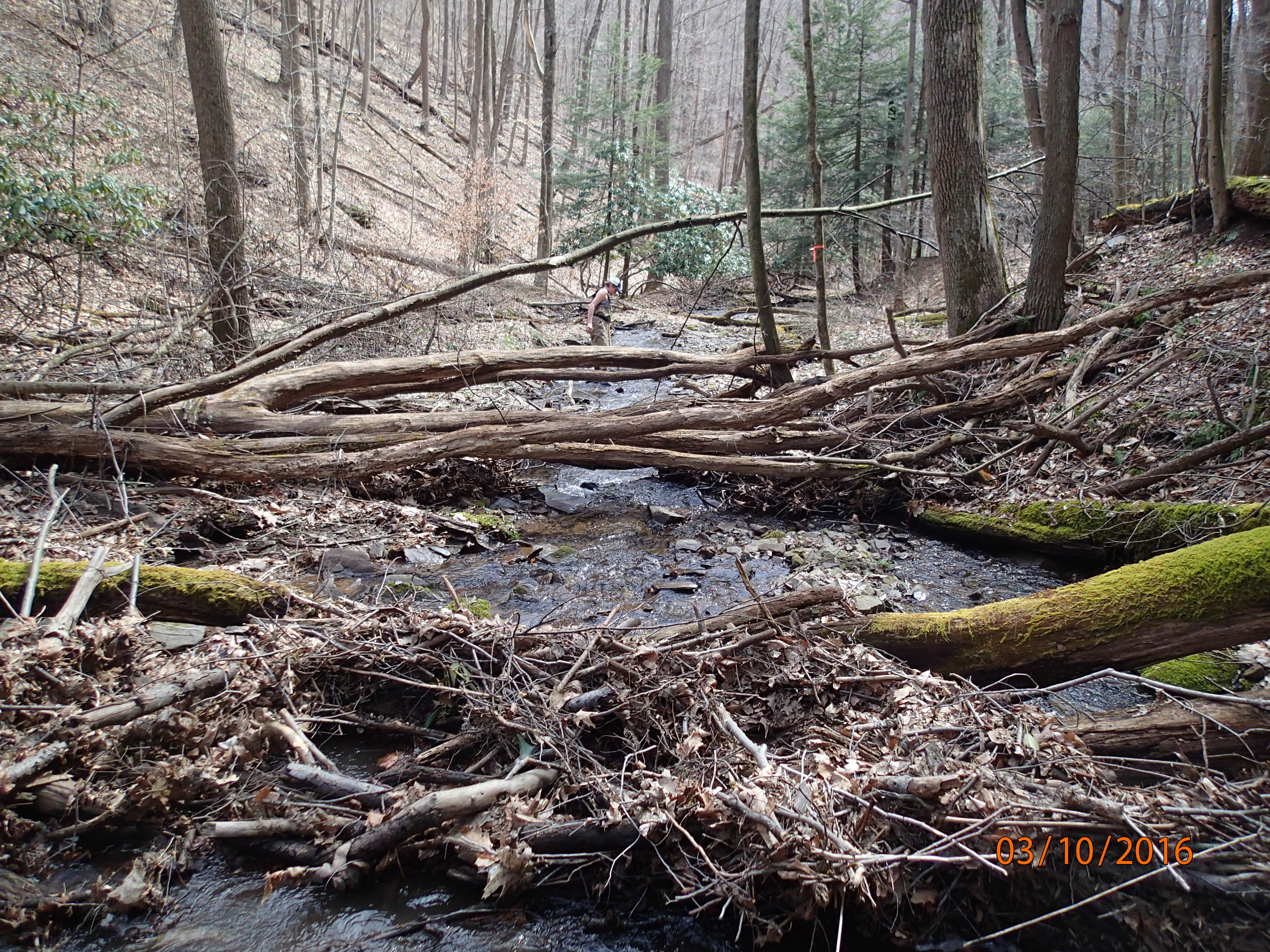 Field photo showing stream conditions at site SAVA-119-R-2016-MidpointDownstream