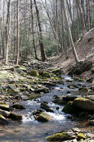 Field photo showing stream conditions at site SAVA-191-A-2012_Mid-point_Upstream