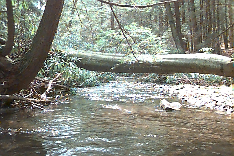 Field photo showing stream conditions at site SAVA-202-C-2000-02