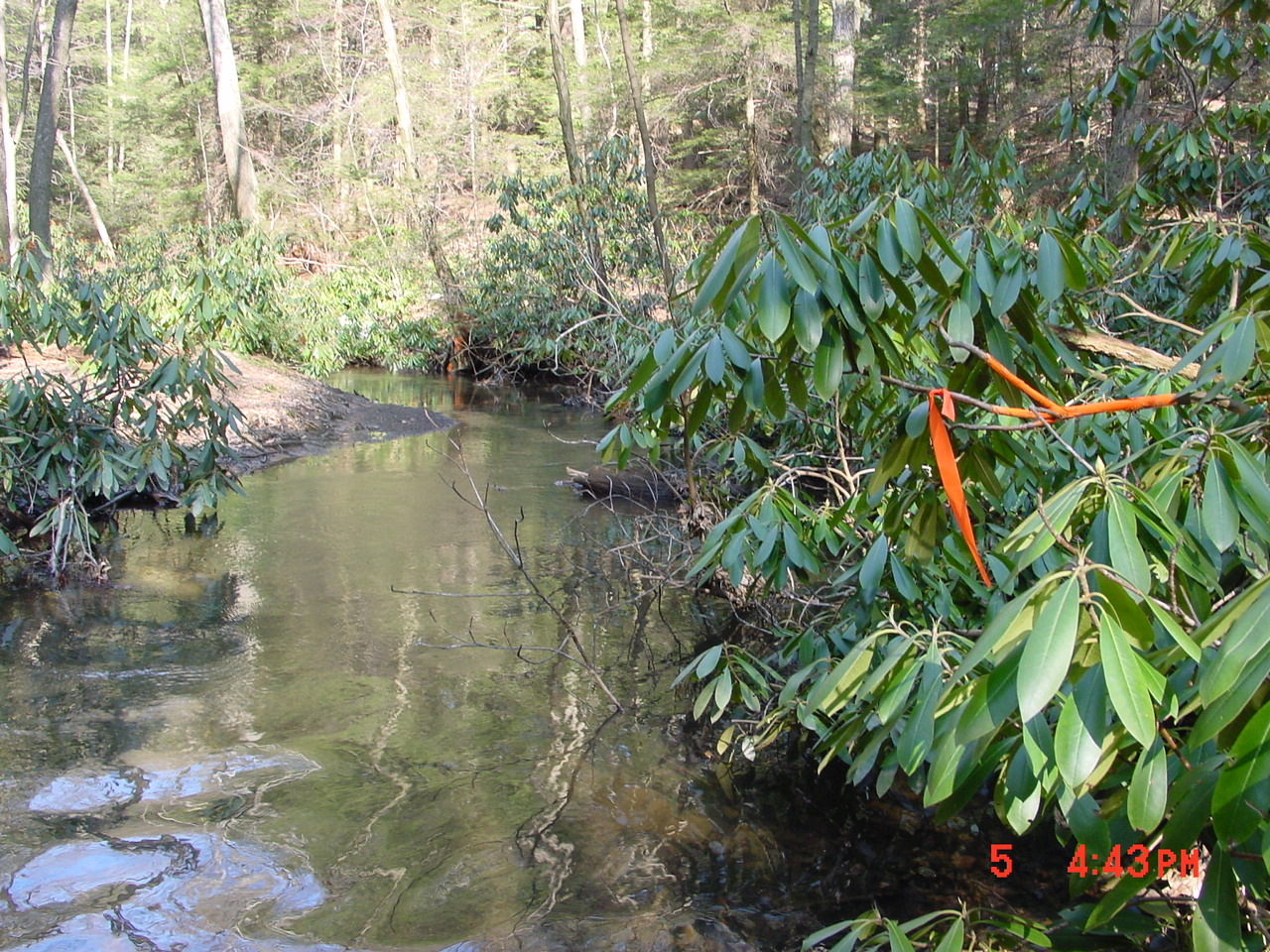 Field photo showing stream conditions at site SAVA-202-C-2001-1