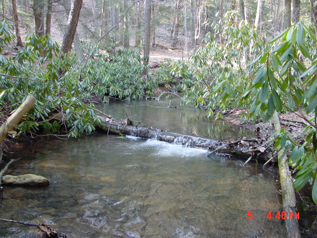 Field photo showing stream conditions at site SAVA-202-C-2001-2
