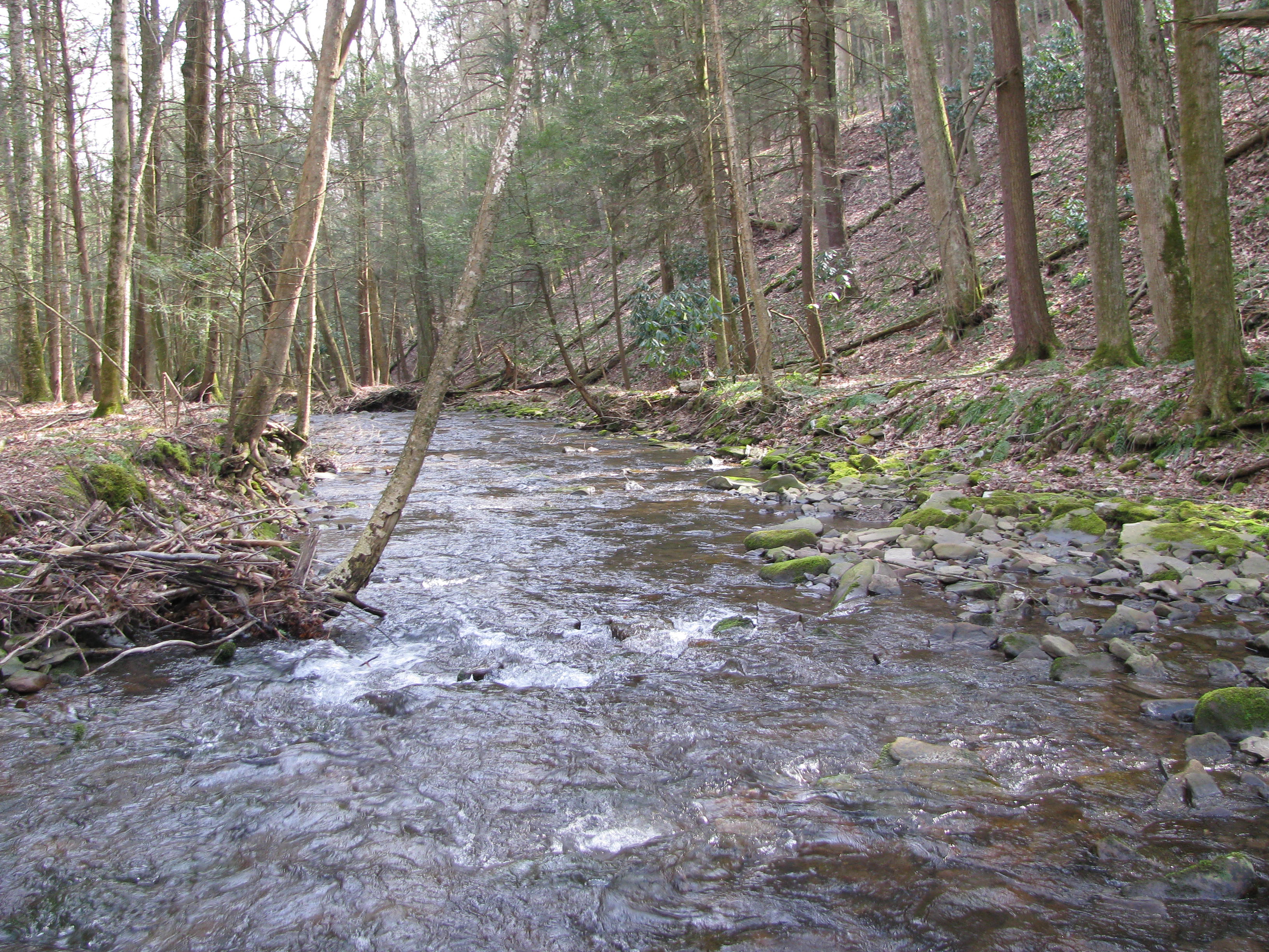 Field photo showing stream conditions at site SAVA-202-D-2012-2