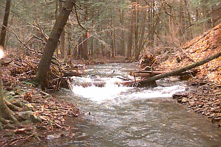 Field photo showing stream conditions at site SAVA-203-C-2000-01