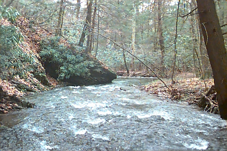 Field photo showing stream conditions at site SAVA-203-C-2000-02