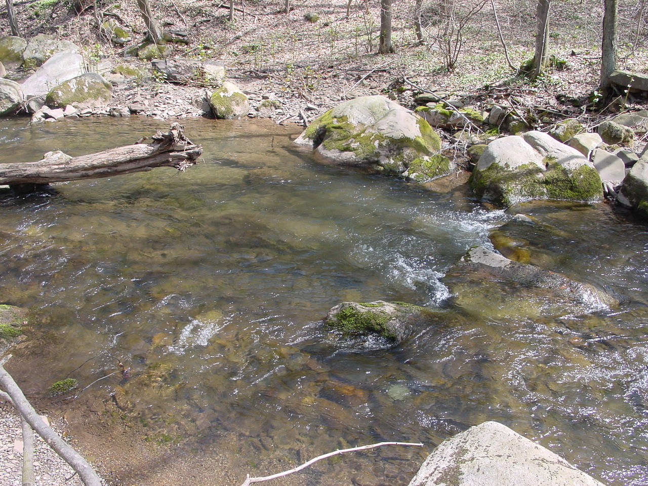 Field photo showing stream conditions at site SAVA-204-S-2003-2