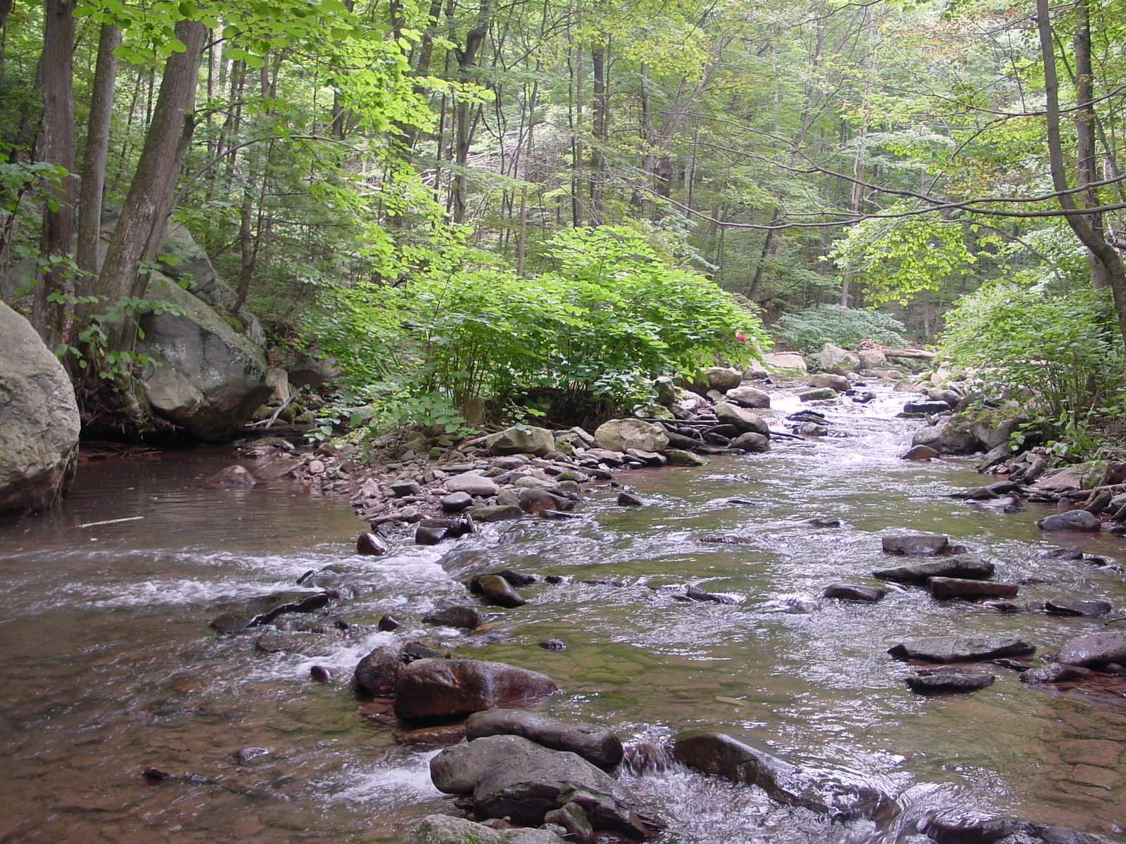 Field photo showing stream conditions at site SAVA-204-S-2003-6