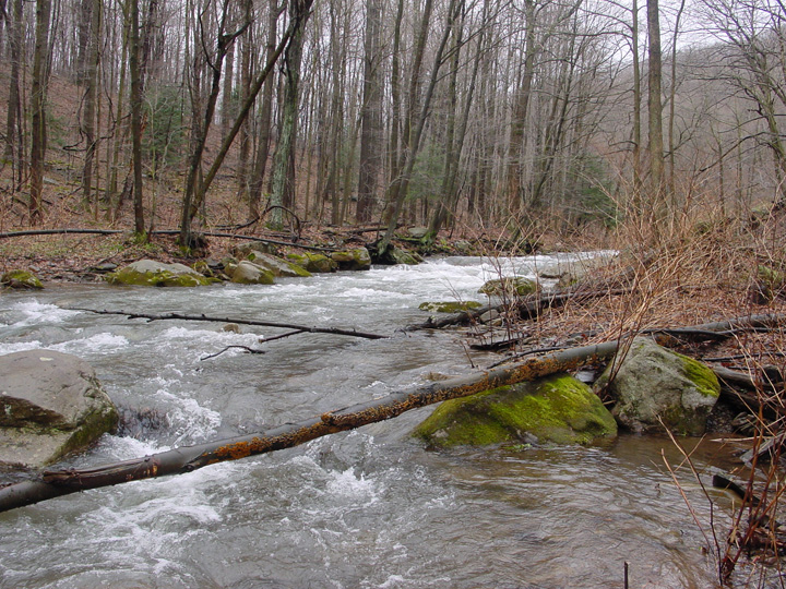 Field photo showing stream conditions at site SAVA-204-S-2007-2