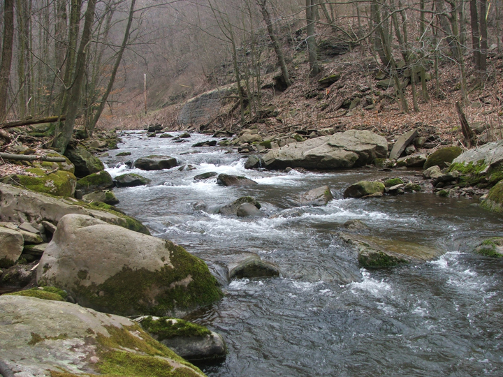 Field photo showing stream conditions at site SAVA-204-S-2008-1