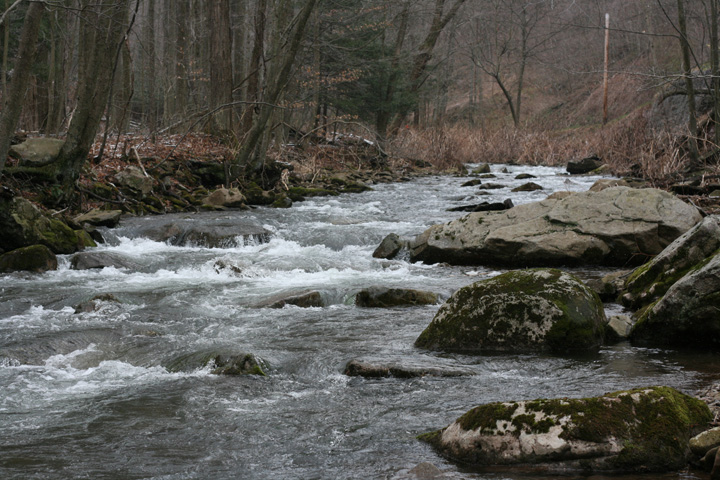 Field photo showing stream conditions at site SAVA-204-S-2009-2