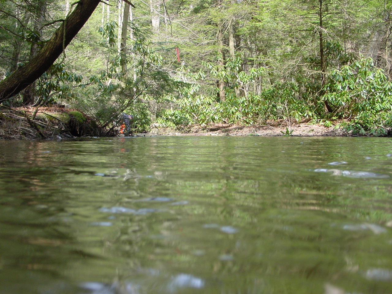 Field photo showing stream conditions at site SAVA-206-R-2002-2