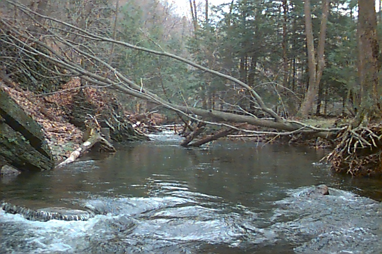 Field photo showing stream conditions at site SAVA-225-S-2000-01