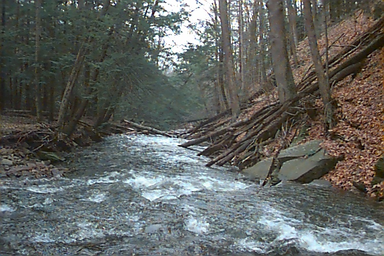 Field photo showing stream conditions at site SAVA-225-S-2000-02