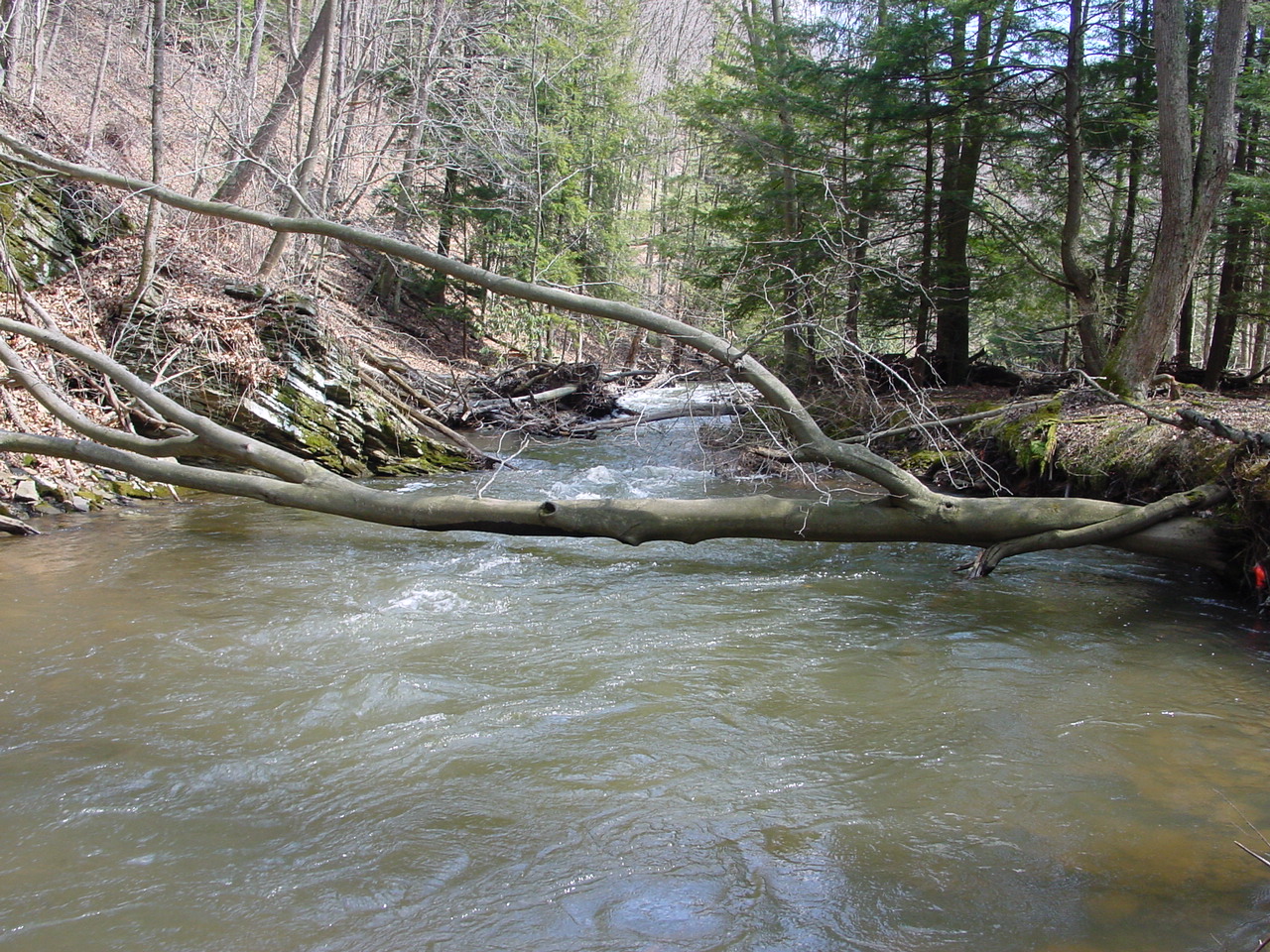 Field photo showing stream conditions at site SAVA-225-S-2002-1