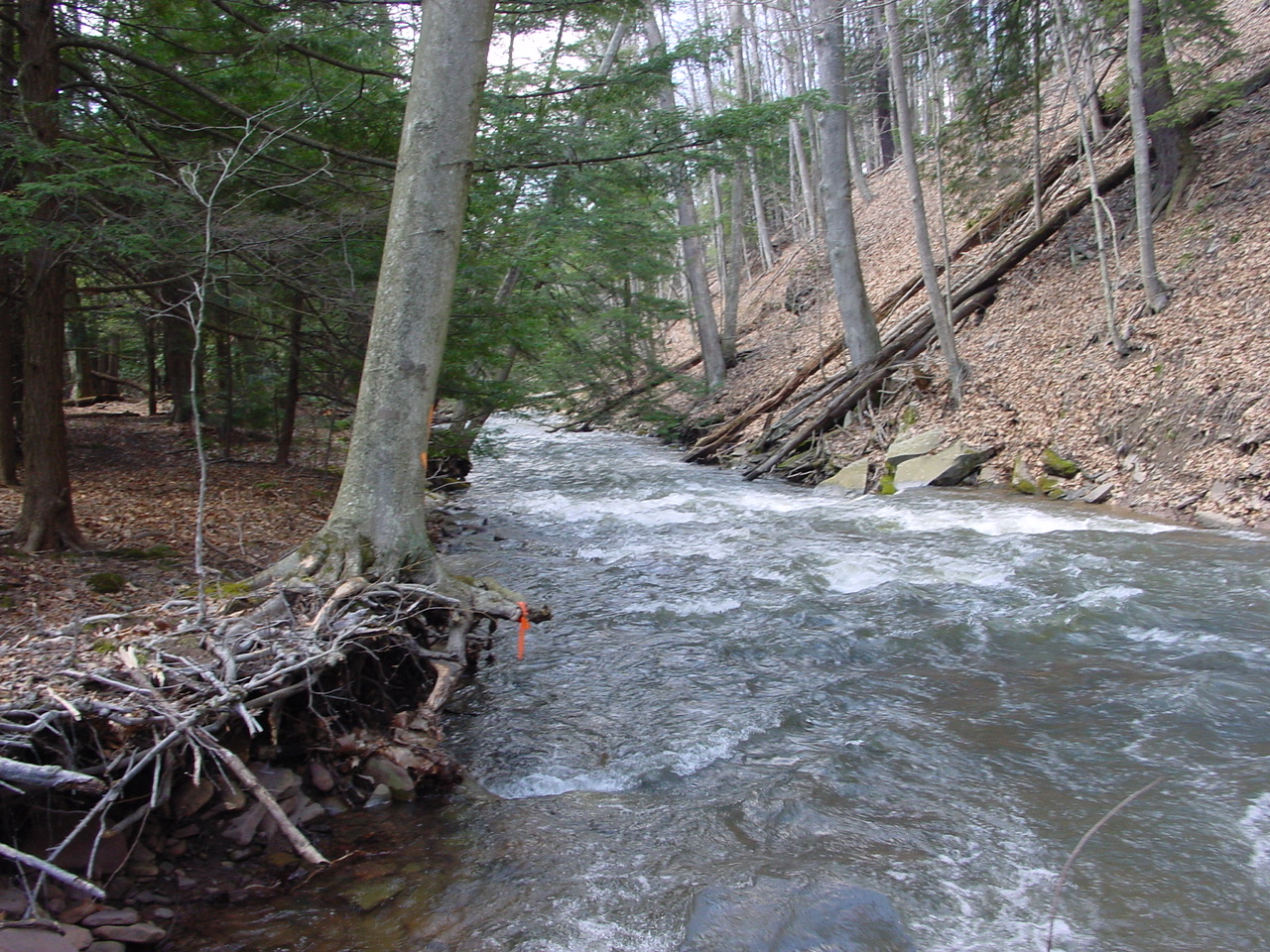 Field photo showing stream conditions at site SAVA-225-S-2002-2