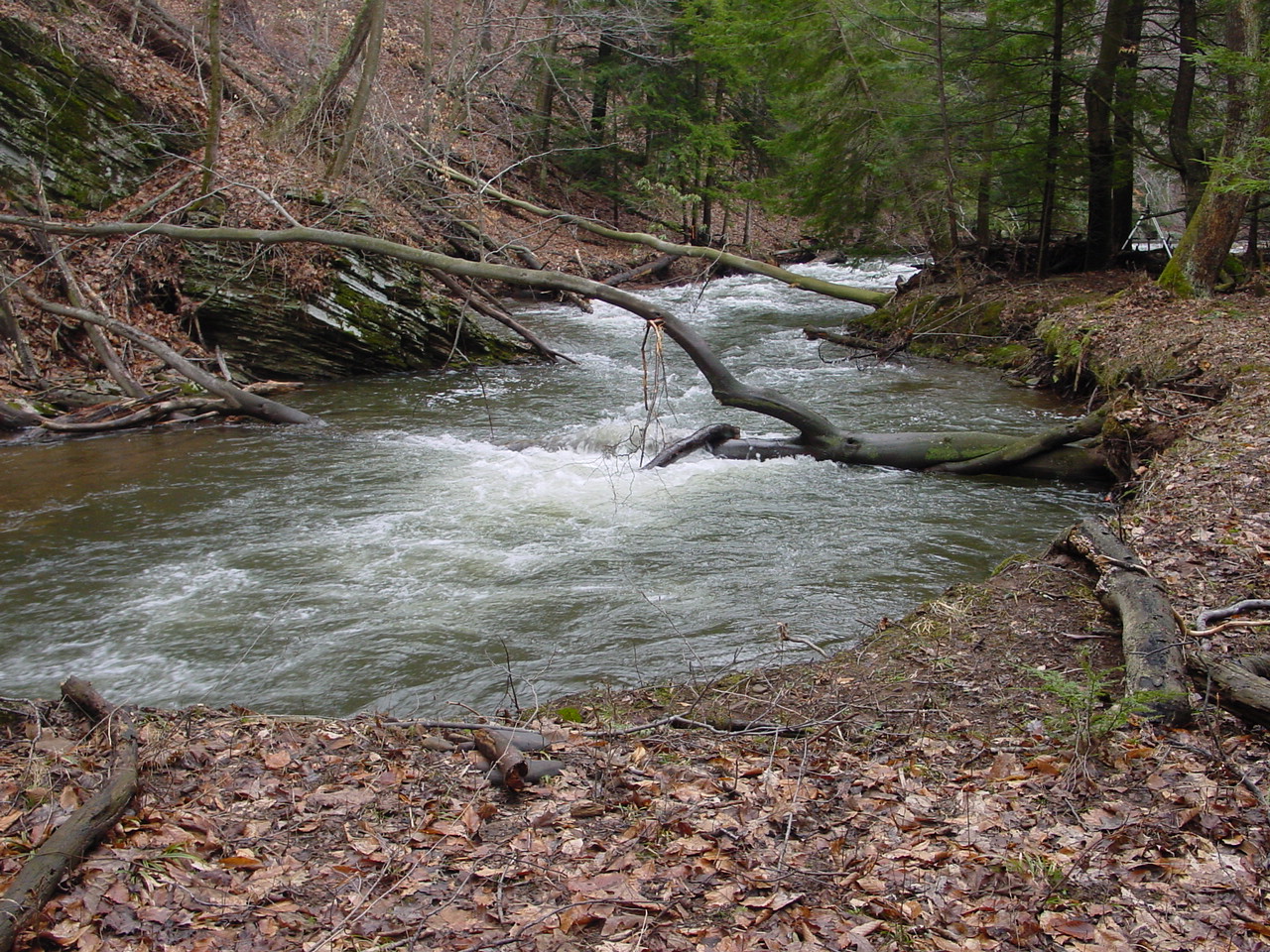 Field photo showing stream conditions at site SAVA-225-S-2003-1