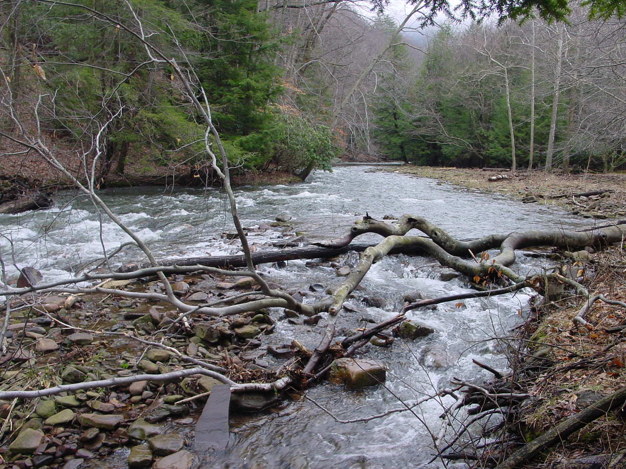 Field photo showing stream conditions at site SAVA-225-S-2003-2