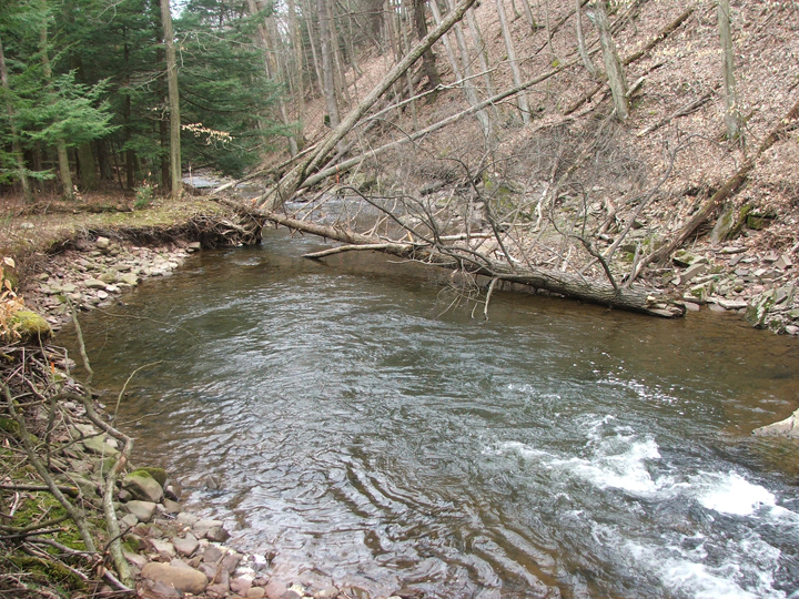 Field photo showing stream conditions at site SAVA-225-S-2008-2