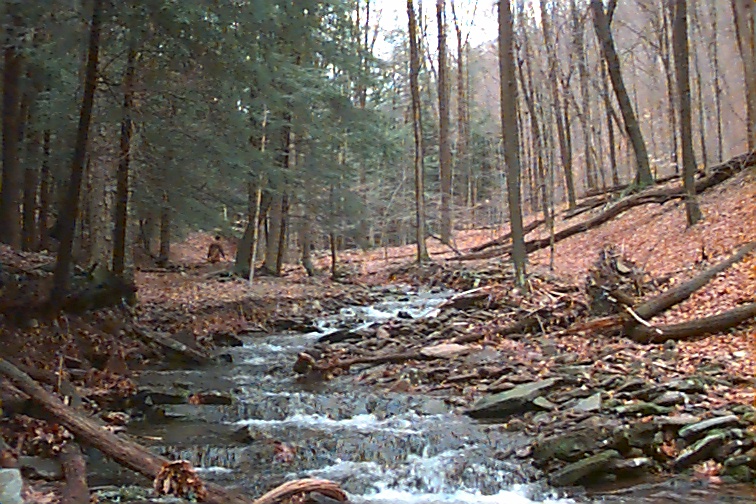 Field photo showing stream conditions at site SAVA-276-S-2000-01