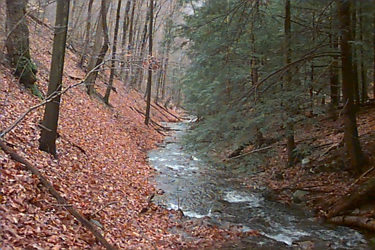 Field photo showing stream conditions at site SAVA-276-S-2000-02