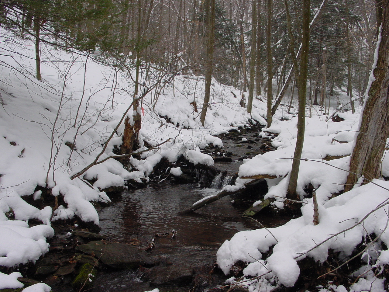 Field photo showing stream conditions at site SAVA-276-S-2003-1