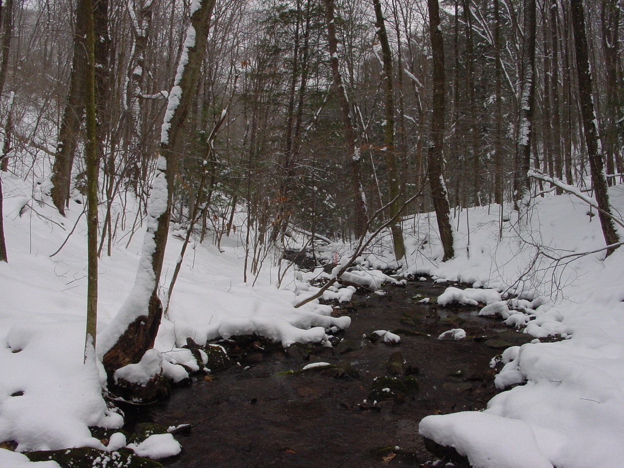 Field photo showing stream conditions at site SAVA-276-S-2003-2